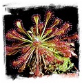 Drosera intermedia {Eglin Air Force Base, Okaloosa County, Florida, USA} (30s) 