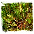 Drosera linearis / 2+ plants