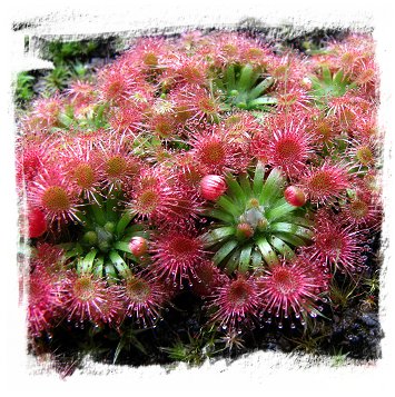 Drosera mannii / 2+ plants