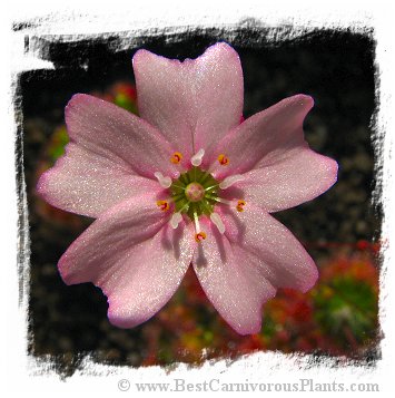 Drosera mannii / 2+ plants