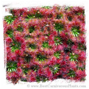 Drosera mannii / 2+ plants