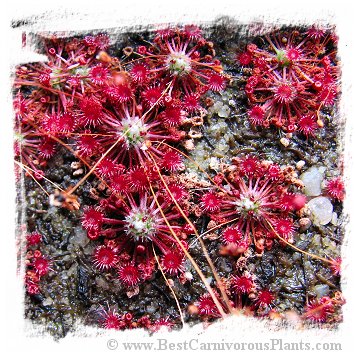 Drosera occidentalis subsp. australis {orange flower, Warriup, Western Australia} (20s)