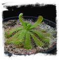 Drosera pauciflora (20s) 