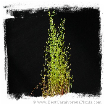Drosera peltata var. foliosa {Jamieson, Vic., Australia} (20s)