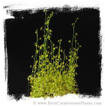 Drosera peltata var. peltata {Brisbane Ranges, Vic., Australia} (15s)