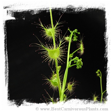 Drosera peltata var. foliosa {Jamieson, Vic., Australia} (20s)