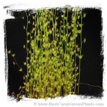 Drosera peltata var. foliosa {Jamieson, Vic., Australia} (20s)