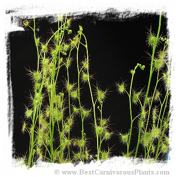 Drosera peltata var. gracilis {alpine form, Tuggeranong, ACT., Australia} (20s)
