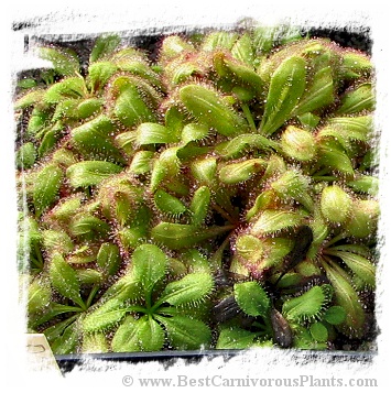 Drosera prostratoscaposa / 1+ tubers, 2-4 mm