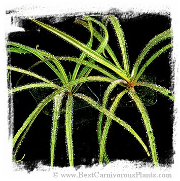 Drosera regia {higher altitude form, Bains Kloof, South Africa} / 2+ plants