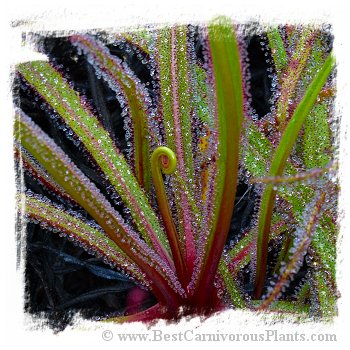 Drosera regia / 2+ plants