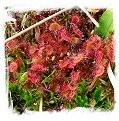 Drosera rotundifolia {Trebon area, Czech Republic} (25s)