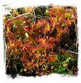 Drosera rotundifolia {Lonesome Lake, Grafton County, New Hampshire, USA} (20s) 