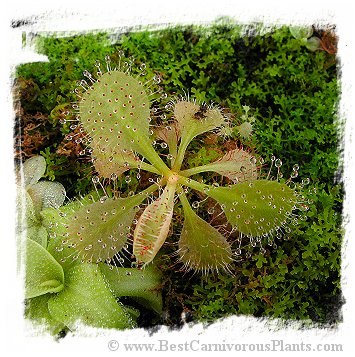 Drosera schizandra {clone 2, Mount Bartle Frere, Australia} / 2+ plants