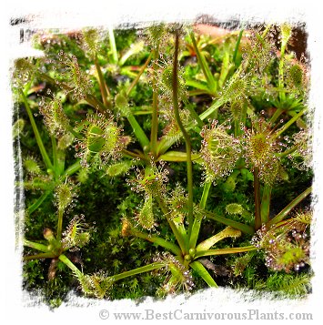 Drosera stenopetala {Tararua Ranges, New Zealand} / 2+ plants