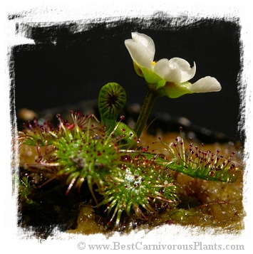 Drosera uniflora {Alerce Costero, Chile} / 3+ plants