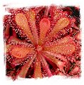 Drosera venusta (15s)