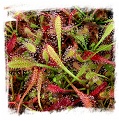 Drosera villosa {TYPE, Serra de Ibitipoca, MG, Brazil} / 2+ plants