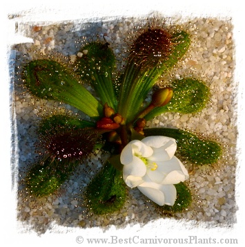 Drosera whittakerii ssp. whittakerii {mixed forms, Australia} (12s)