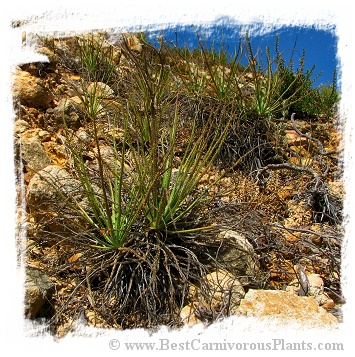 Drosophyllum lusitanicum {montane form, near Cordoba, Andalusia, Spain, 1220 m} (8 seeds)