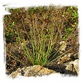 Drosophyllum lusitanicum {Ubrique, Andalusia, Spain} (6 seeds)