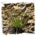 Drosophyllum lusitanicum {Alcala de los Gazules, Andalusia, Spain} (6 seeds)