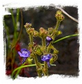 Genlisea glandulosissima {Samfya, Zambia}