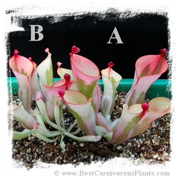 Heliamphora cv. 'BCP Flamingo' / 1+ medium plant, juvenile pitchers, 5-7 cm