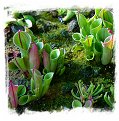 Heliamphora minor / 2+ plants, 3-8 cm