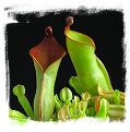 Heliamphora nutans {Roraima Tepui, Venezuela} / 3+ plants, 3-5 cm