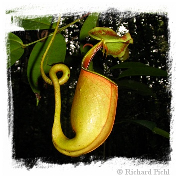 Nepenthes bicalcarata / 5-8 cm