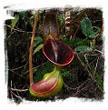 Nepenthes lowii {Mt. Trusmadi, Sarawak, Malaysia} / 1+ plants, size 2-4 cm