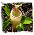 Nepenthes ulukaliana {Gunung Ulu Kali, West Malaysia} / 4-8 cm