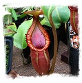 Nepenthes macrophylla {clone 1998-11, Gunung Trusmadi, 2550 m} / 1+ plants, size 2-4 cm