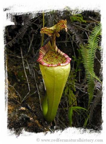 Nepenthes minima {Indonesia} / 4-8 cm