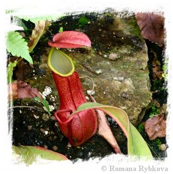 Nepenthes cf. merrilliana {seedgrown, highland form, Philippines} / 1 plant, size 4-8 cm