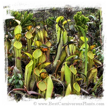Nepenthes murudensis {Gunung Murud, Sarawak, Malaysia} (20s)