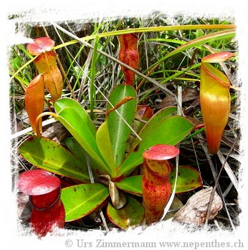 Nepenthes pervillei {seedgrown, Seychelles} / 4-6 cm