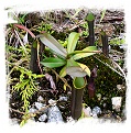 Nepenthes ramispina {mix of clones, Genting Highlands, Malaysia} / 1 plant, 6-12 cm