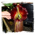 Nepenthes robcantleyi or hybrids {original Cedric Azais cross} / 1+ plants, size 3-6 cm