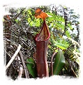 Nepenthes sanguinea {G. Brichang, Genting Highlands, Malaysia} / 5-10 cm