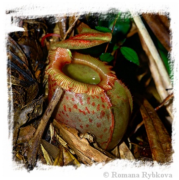 Nepenthes sibuyanensis {Guiting-Guiting, Philippines, 1400 m} / 4-8 cm