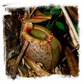 Nepenthes sibuyanensis {Guiting-Guiting, Philippines, 1400 m} / 4-8 cm