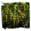 Nepenthes stenophylla {Bario, Sarawak, Malaysia} / 2-6 cm