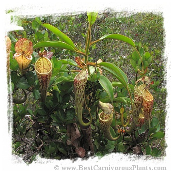 Nepenthes stenophylla {Eastern Sarawak, Borneo, Malaysia} (20s)