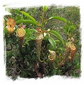 Nepenthes stenophylla {Eastern Sarawak, Borneo, Malaysia} (20s)