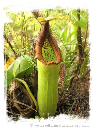 Nepenthes truncata {lowland} / 1-3 cm