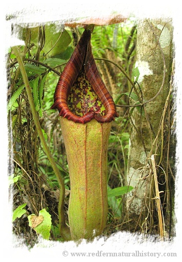 Nepenthes truncata {lowland} / 1-3 cm