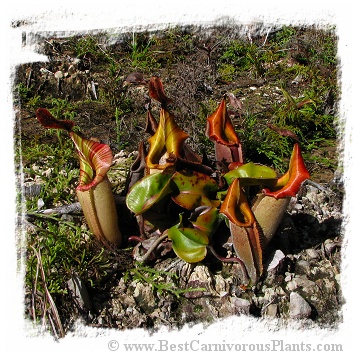 Nepenthes veitchii {yellow x brown peristome} / 3-6 cm