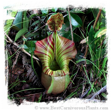 Nepenthes veitchii {yellow peristome x highl.-lowland form} / 3-6 cm